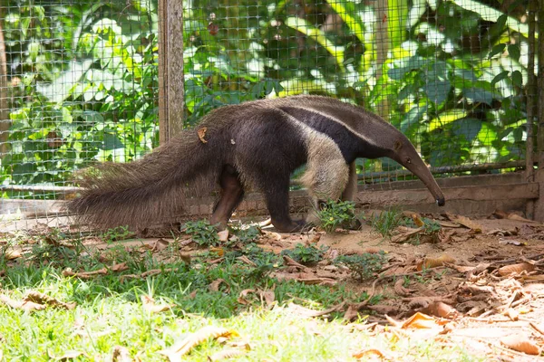 Anteater Caminando Jaula —  Fotos de Stock