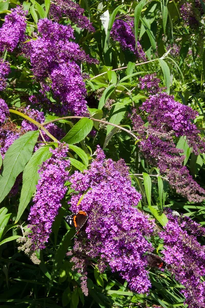 Belles Fleurs Poussant Jardin Été — Photo