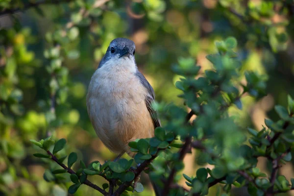 Pájaro Una Rama Árbol —  Fotos de Stock