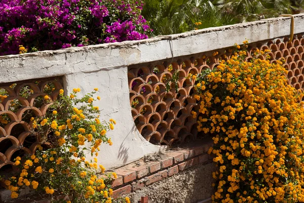 Hermosas Flores Jardín — Foto de Stock