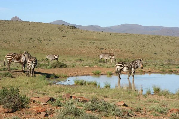 Zebrák Kenyai Szavannában — Stock Fotó