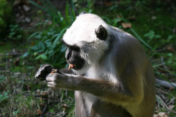 Noordelijke Vlakten Grijze Langur Semnopithecus Entellus Zittend Rustend — Stockfoto