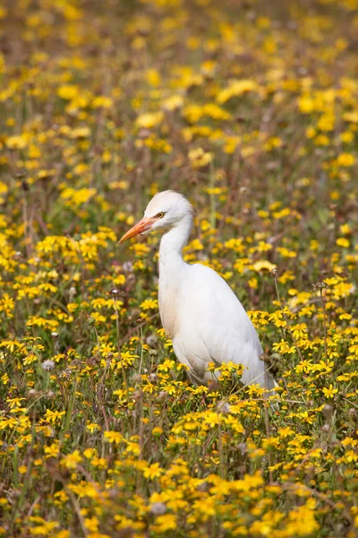Pássaro Branco Prado — Fotografia de Stock