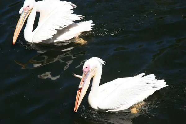 Pelikane Pelecanus Onocrotalus Auf Dem Fluss — Stockfoto