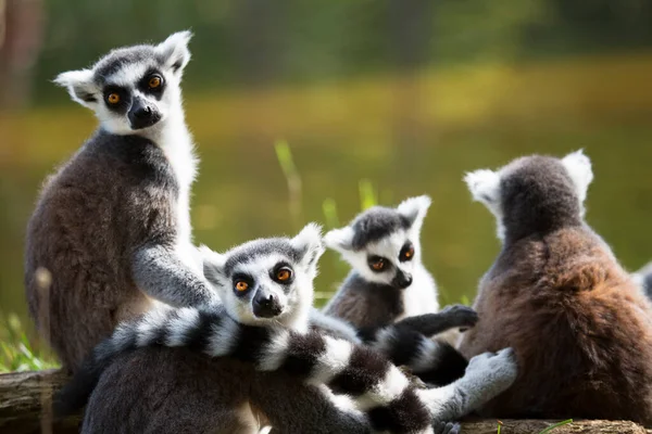 Vista Del Anillo Cola Lemur Catta —  Fotos de Stock