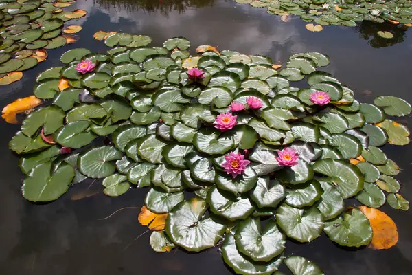 Belas Flores Lótus Lagoa — Fotografia de Stock