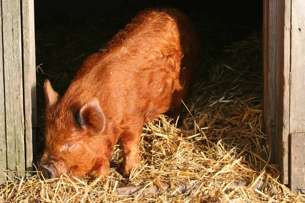 Brown Pig Farm — Stock Photo, Image