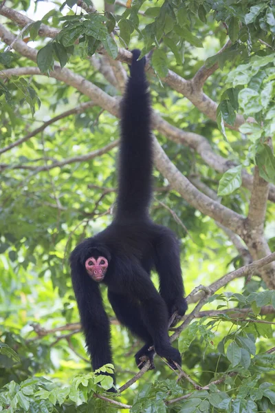 Macaco Selva Habitat Natural — Fotografia de Stock