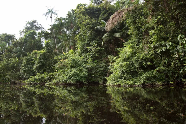 Hermosa Vista Exuberante Vegetación Verde — Foto de Stock