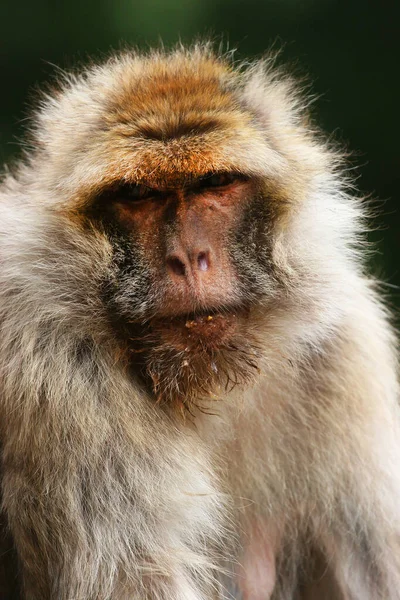 Primer Plano Macaco Japonés — Foto de Stock