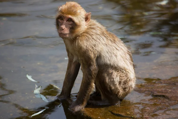 Juvenilní Barbary Macaque Nebo Opice Macaca Sylvanus Také Známý Jako — Stock fotografie