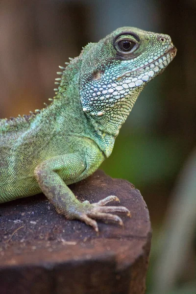 Primer Plano Una Iguana — Foto de Stock