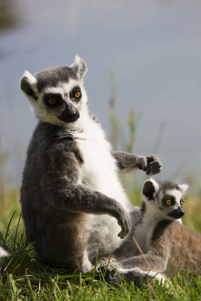Ein Junger Lemur Sitzt Auf Dem Boden — Stockfoto