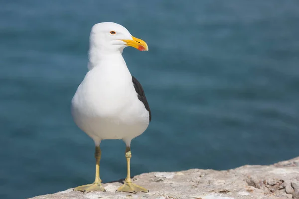 近くで何が起きているのでしょうか ラロス ドミニカヌスは 岩の上に立っています — ストック写真