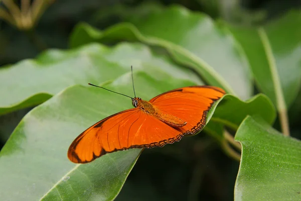 Pillangó Egy Zöld Levélen Közelről — Stock Fotó