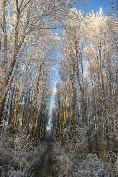 Hermoso Paisaje Invierno Con Árboles Nieve —  Fotos de Stock