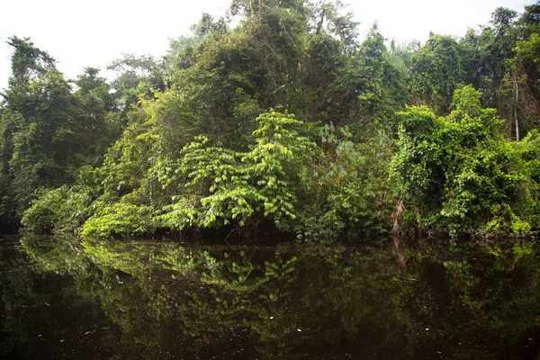 Jungle Greenery Reflecting River Water — Stock Photo, Image