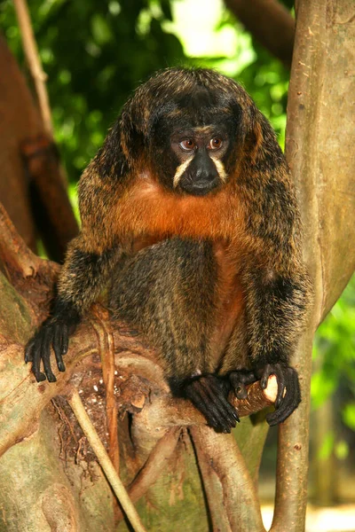 245 Fotos de Stock de Macaco Sagui - Fotos de Stock Gratuitas e Sem  Fidelização a partir da Dreamstime