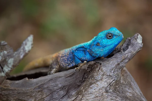 Primer Plano Lagarto Una Rama —  Fotos de Stock