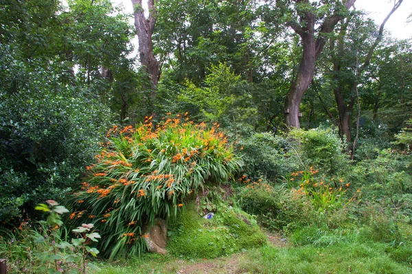 モンブリア植物 クロソミアXクロソシフローラ — ストック写真