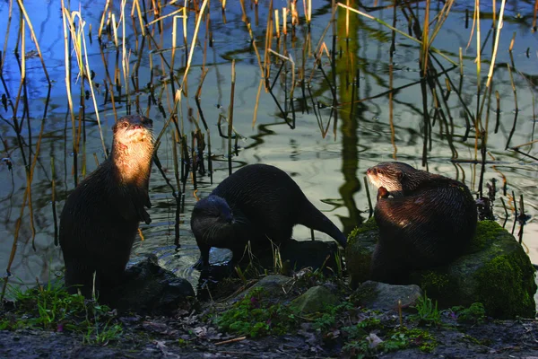 Young otters Stock Photos, Royalty Free Young otters Images | Depositphotos