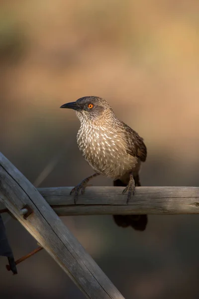 Eine Nahaufnahme Eines Vogels — Stockfoto