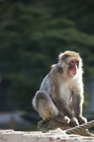 Macaco Japonês Macaca Fuscata Olhando Arround — Fotografia de Stock