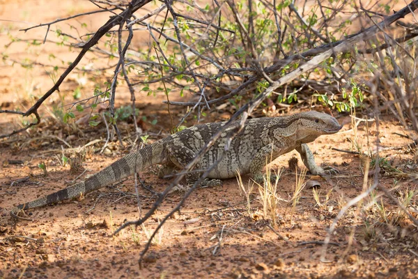 草丛中一只鬣蜥的特写镜头 — 图库照片