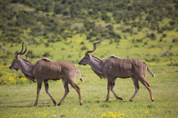 Vista Antílope Selvagem Savana — Fotografia de Stock