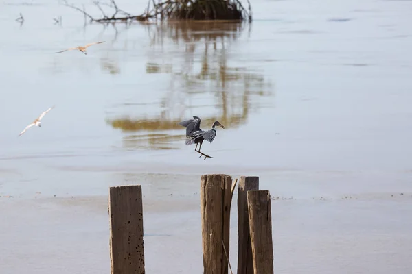 View One Tropical Bird Natural Habitat — Stock Photo, Image