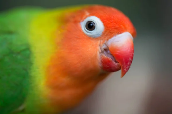 Pestrobarevné Lovebird Agapornis Rybaření Posezení — Stock fotografie