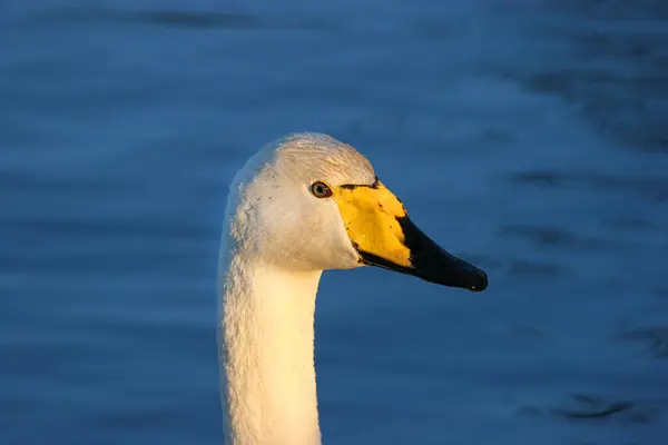 Close Belo Cisne Branco Nadando Água — Fotografia de Stock