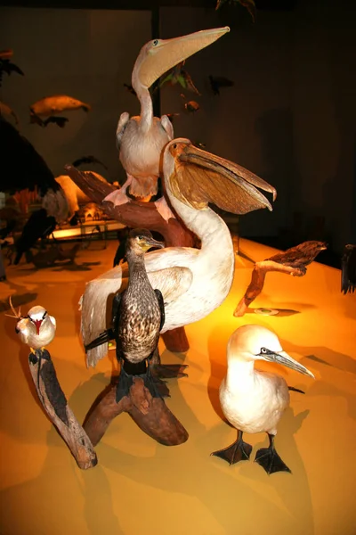 Interior Naturalis Biodiversity Center Leiden Netherlands — Stock Photo, Image