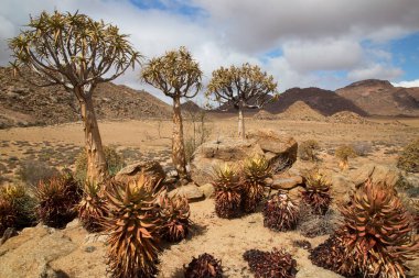 Titrek ağaçlar veya Kokerboom ormanı, Aloidendron ikilemi, Karoo bölgesinin tipik ıssız kayalık çöl manzarası ve Nothe Cape