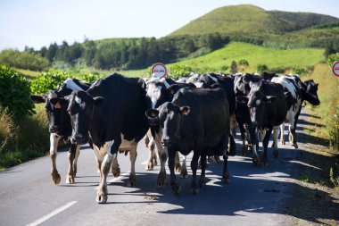 Dağlarda bir inek sürüsü