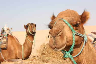 Yükün canavarı Dromedary, Camelus dromedarius, Sahra Çölü 'nde nakliye işini yapıyor.