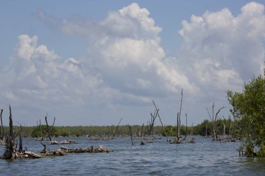Alçakta uzanan orman, ölü ağaçlar ve kütüklerle sonuçlanır.
