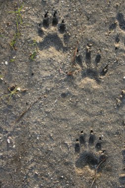 köpek izleri kum üzerinde