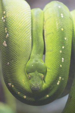 Morelia viridis. Ağaçtaki yeşil yılan