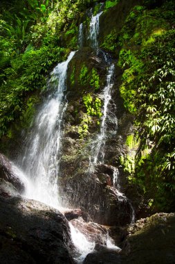 Ormanda güzel bir şelale 