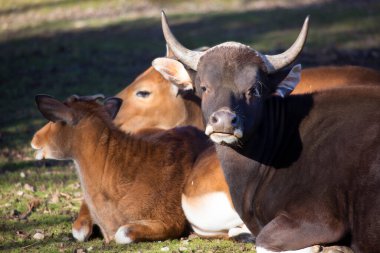 Otlakta bir inek sürüsü