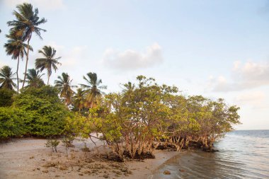 Yeşillikli güzel tropikal sahil manzarası