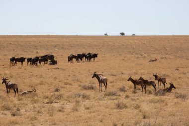 Yaygın tsessebe veya sassaby, Damaliscus lunatus, alt türler lunatus, kuru çayırlarda otlayan