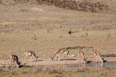 Springfield, Antidorcas Marsupialis, çölün kuru otlaklarında yürüyor ve otluyor.