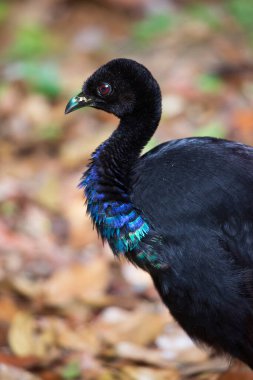 Siyah egzotik kuş orman ortamında
