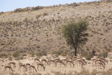 Springfield, Antidorcas Marsupialis, çölün kuru otlaklarında yürüyor ve otluyor.