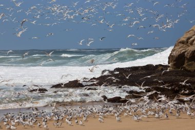 Daha büyük ibikli kırlangıçlar sürüsü