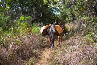 Bereketli yeşil tropik manzaralı atlı adam.