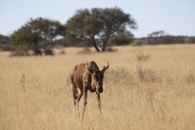 Yaygın tsessebe veya sassaby, Damaliscus lunatus, alt türler lunatus, kuru çayırlarda otlayan