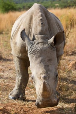 Beyaz ya da kare dudaklı gergedan, Ceratotherium simum, ovada yürüyor.
